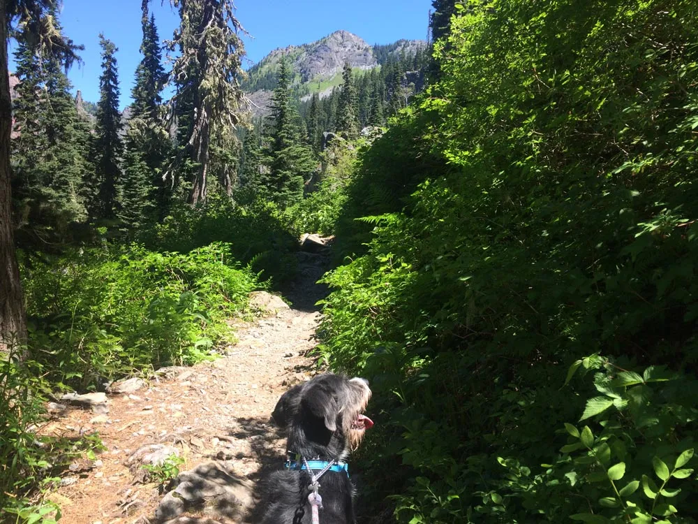 Wally on the Pacific Crest Trail