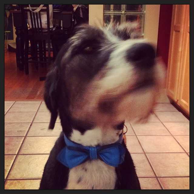 Wally in his new bowtie collar