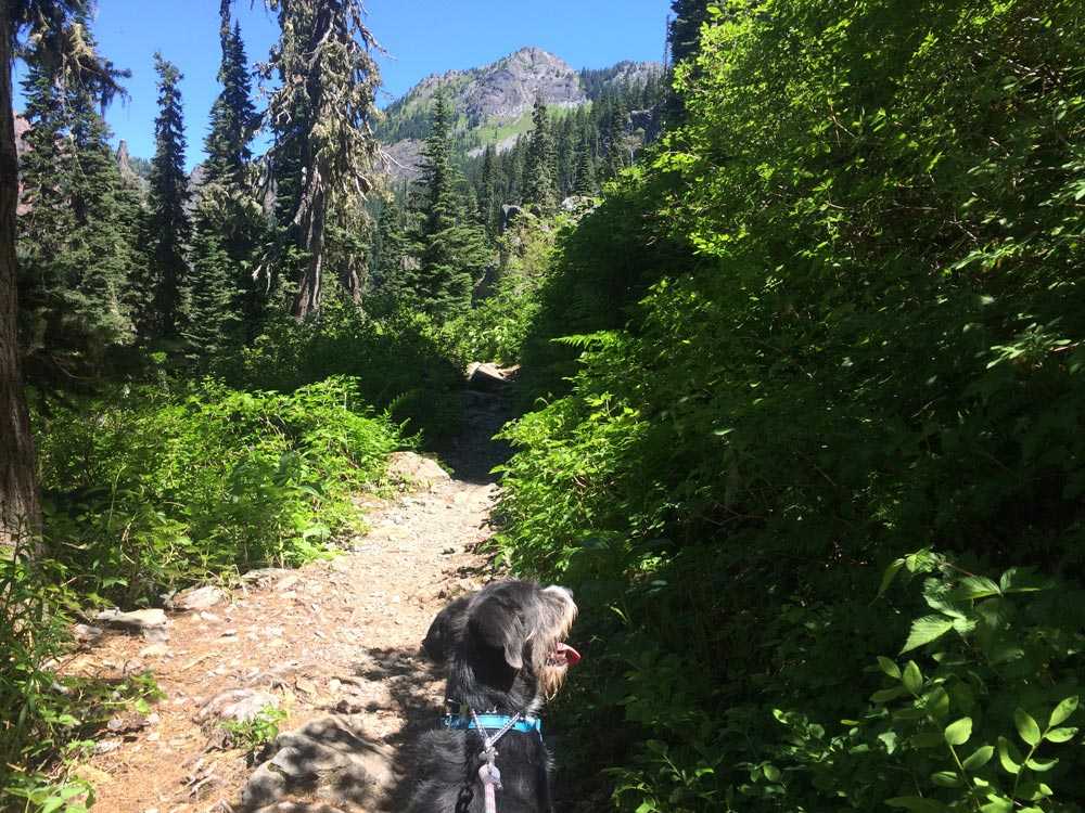 Wally on the Alpine Lakes Wilderness trail