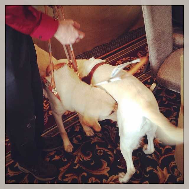 Instagram photo from the CSUN morning ARIA Workshop: Guide Dogs being naughty